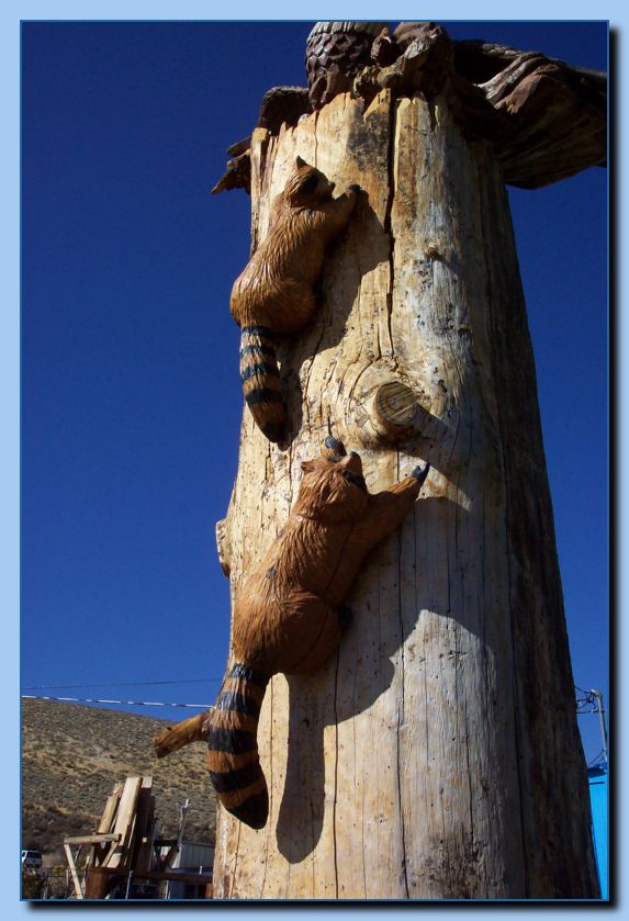 2-9a raccoon attached to tree-archive
